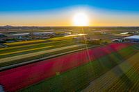 Champs de bulbes avec soleil couchant à Noordwijkerhout