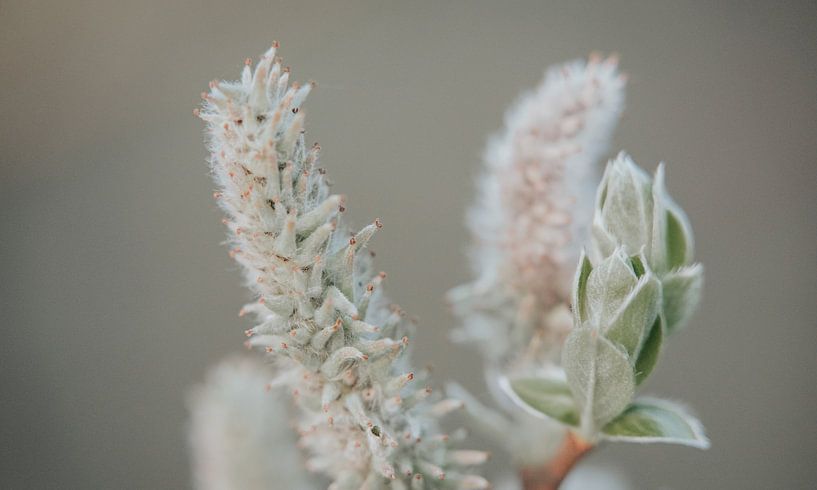 Un autre saule gris par Melissa Peltenburg