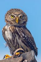 Little owl in the sun