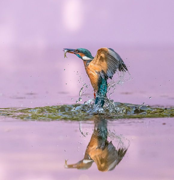 Like a sphinx! Common Kingfisher with prey!!! by Robert Kok