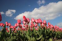 Roze tulpen op bloembollenveld