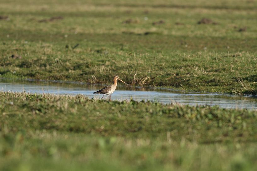 Uferschnepfe von Sander Miedema
