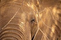 Le visage d'un éléphant