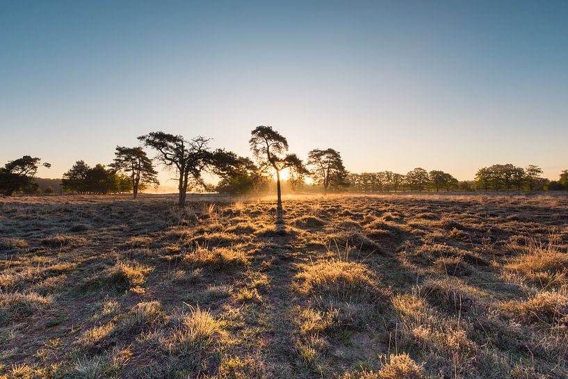 Golden morning by Max ter Burg Fotografie