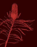 Plante rose | Illustration | Nature | Dessin