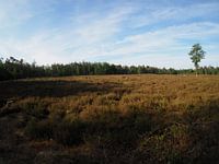 Heath view Amerongse mountain 2