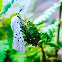 White Tiger Moth