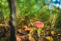 Fliegenpilz im Herbst