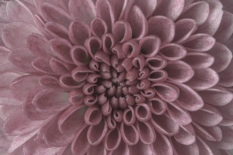 Old rose heart of a chrysanthemum by Marjolijn van den Berg