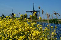 Lente in Kinderdijk
