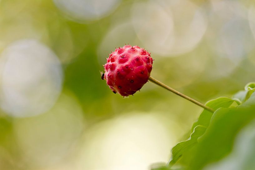 Cornus by Martina Weidner