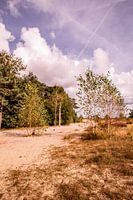 Trees on sand 5 - Loonse en Drunense Duinen