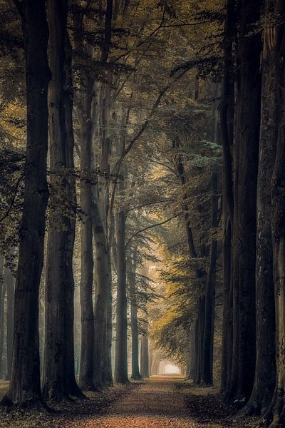 Avenue des arbres du domaine par Moetwil en van Dijk - Fotografie