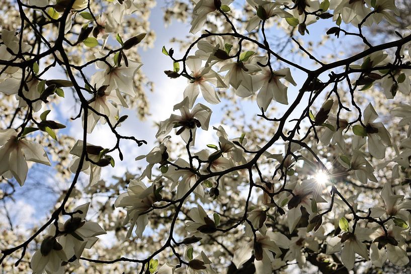 Magnolie in Blüte von A Picture Of