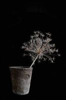 Oud bourgondisch stilleven