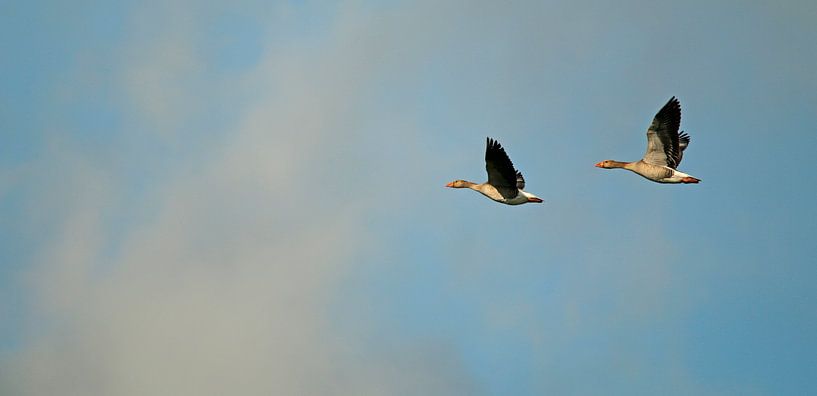 Vliegende ganzen van Cora Unk