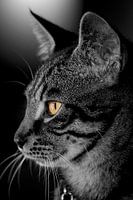 black and white cat.