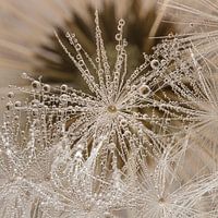 Ländliche Einfachheit: versteckt hinter den Tropfen