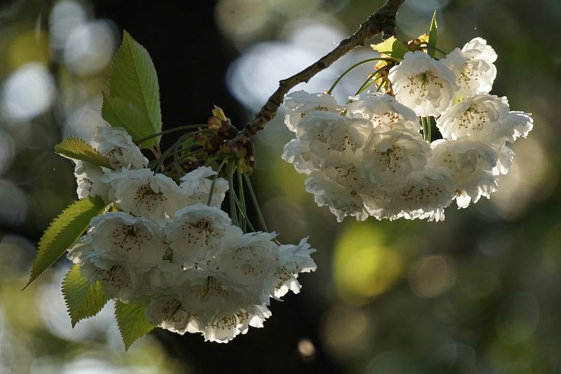 zonlicht op witte bloemen von Alise Zijlstra