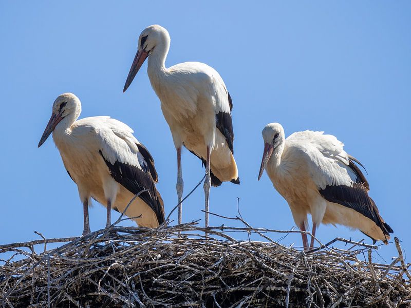 Drei Störche im Nest von Teresa Bauer