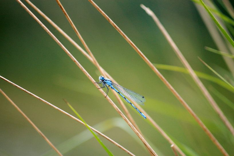Seejungfer von Iris Lobregt