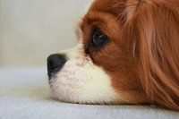 Hund von der Seite fotografiert