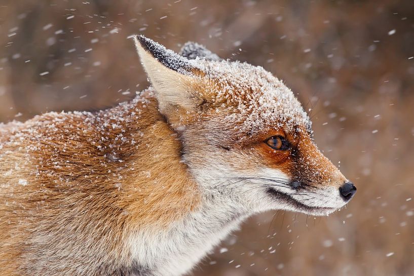 Portrait d'un renard dans une tempête de neige par Roeselien Raimond
