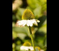 fragiel, sterk, rechtop, de zonnehoed