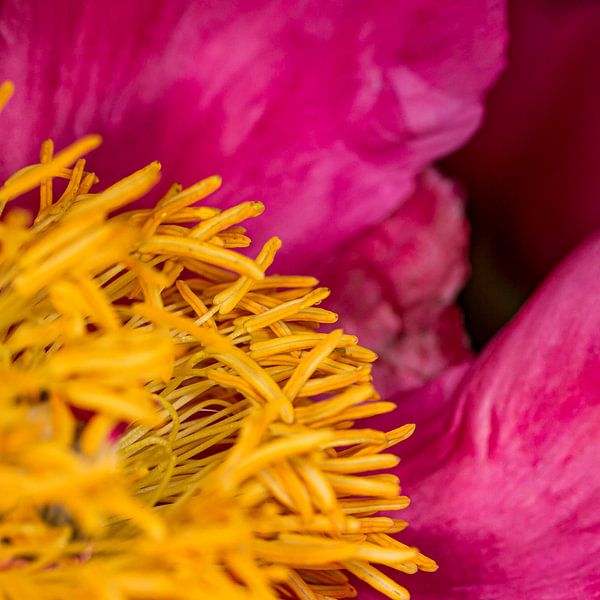 Fotogene Pfingstrosen #01 von Jan van den Broek 2BHAPPY4EVER