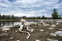 Weiße Baumwurzeln an einem See