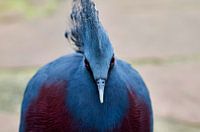 Les yeux dans les yeux