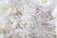 üppig blühende weiße Pfingstrosen - romantisches Blumenposter