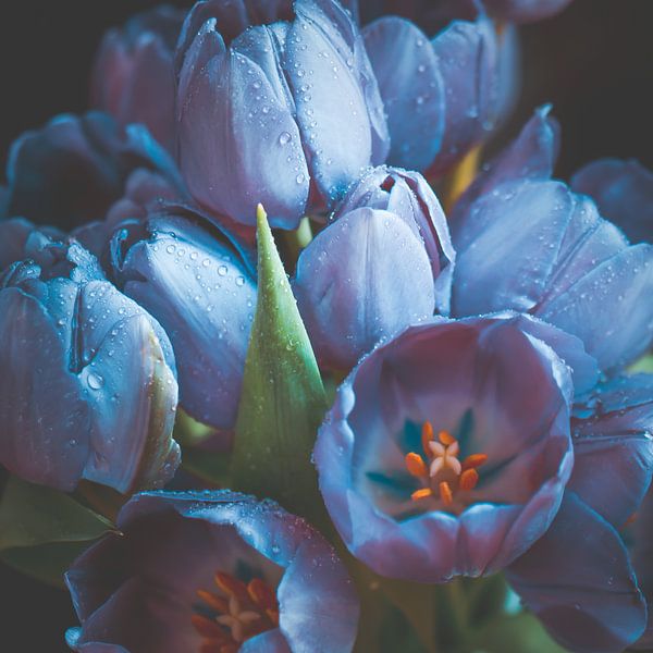 Tulipes bleues par Steffen Gierok