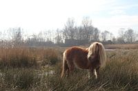 Shetlander pony in Nationaal Park De Alde Feanen