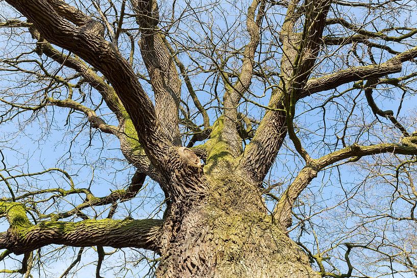 Bottom view of bare leafless oak tree in hibernation with blue sky by Ben Schonewille