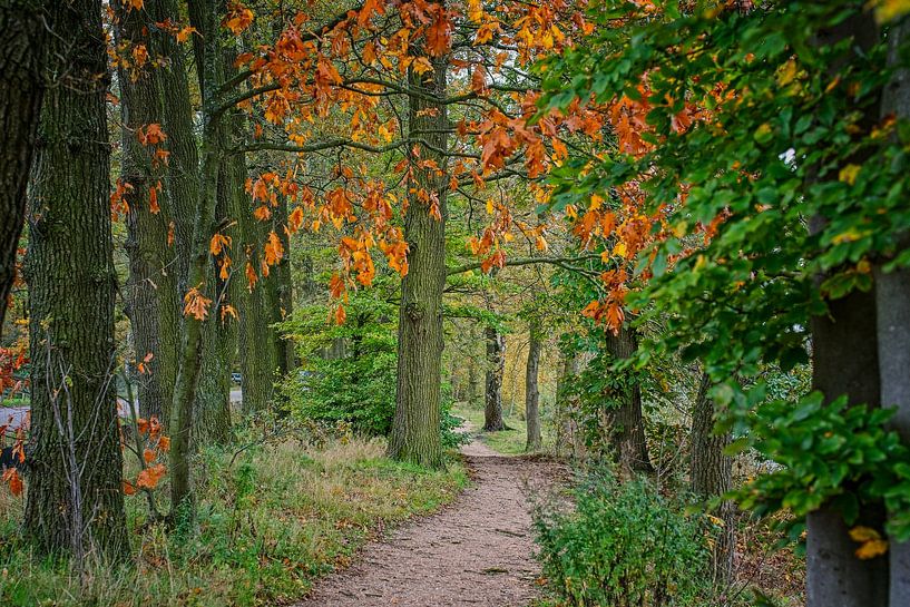 Autumn colours of the Black Water by Jos Saris