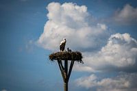 Der Storch und seine Jungen