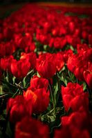 Champs de tulipes rouges en fleurs aux Pays-Bas