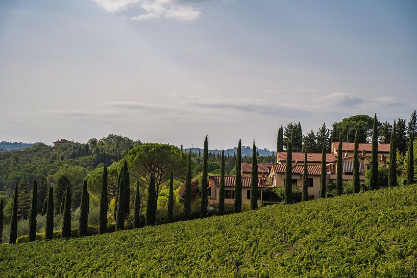 Cyprès en Toscane par Ingrid van Wolferen
