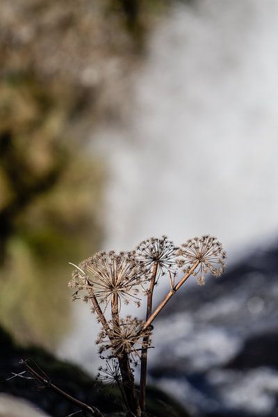 Island von Eric van Nieuwland