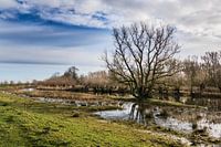 Winterbild bei den Oeverlanden Strijen Sas