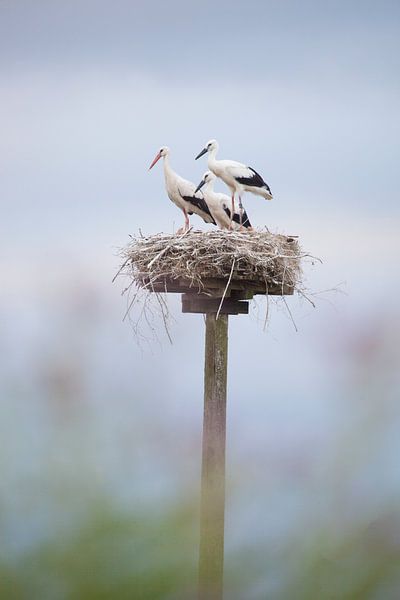 Storch mit 2 Jungen auf dem Nest von BYLDWURK