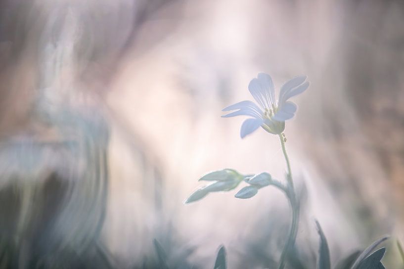 flowers part 305 by Tania Perneel