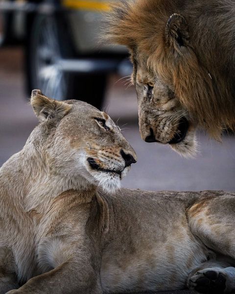 Leeuwenkoppel van Tom Zwerver