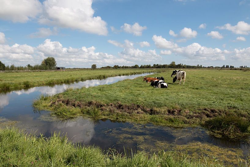 paysage de polder avec des vaches et une pile de nuages par W J Kok