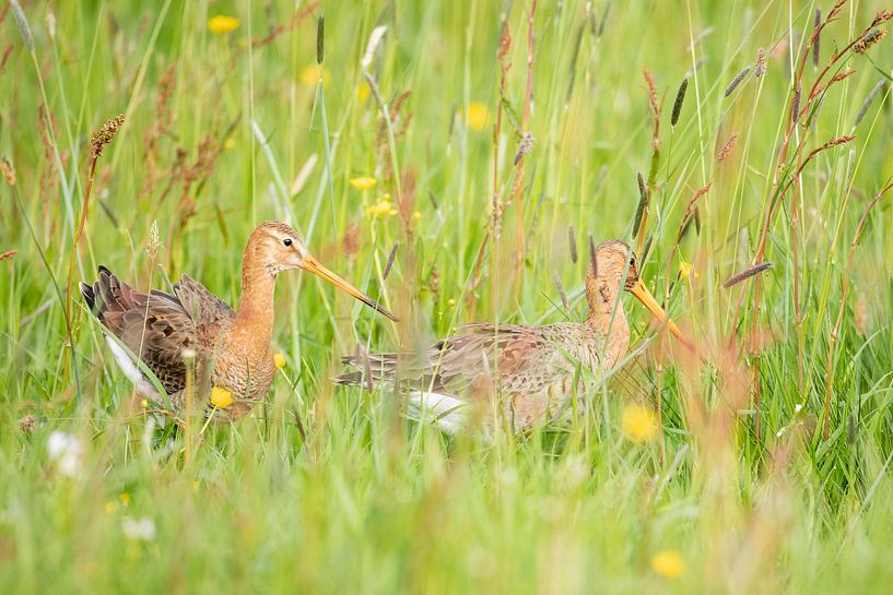 Flirting godwit&#039;s by Anja Brouwer Fotografie