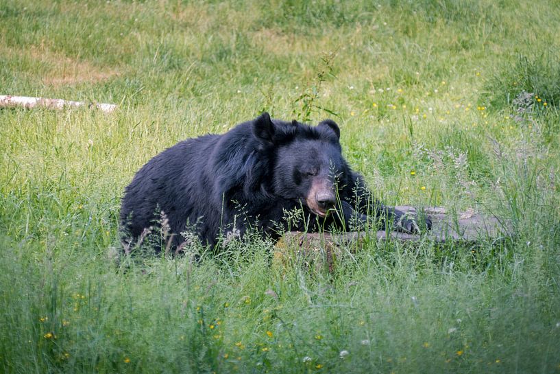 Kraag beer by Randy van Domselaar