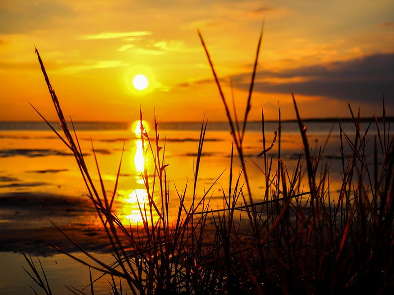Dünengras im Wattenmeer am Strand an der Nordsee von Animaflora PicsStock