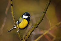 The Great Tit II