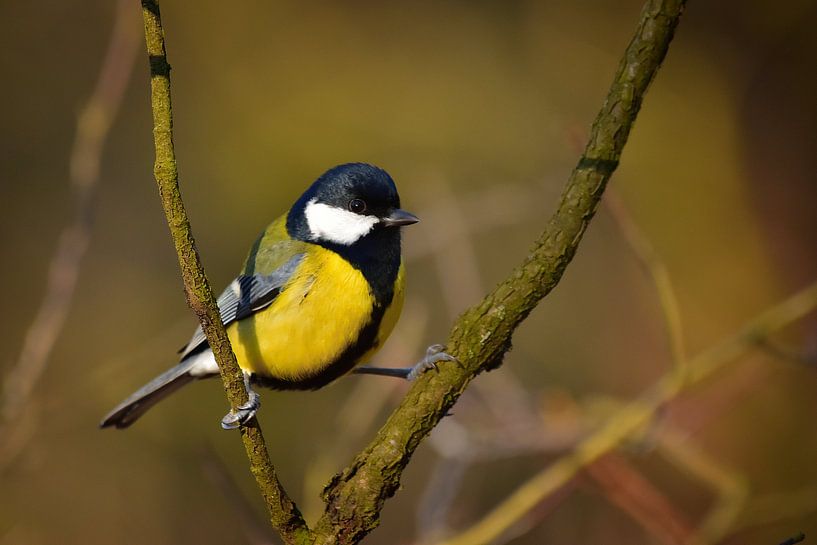 The Great Tit II by Marvin Van Haasen